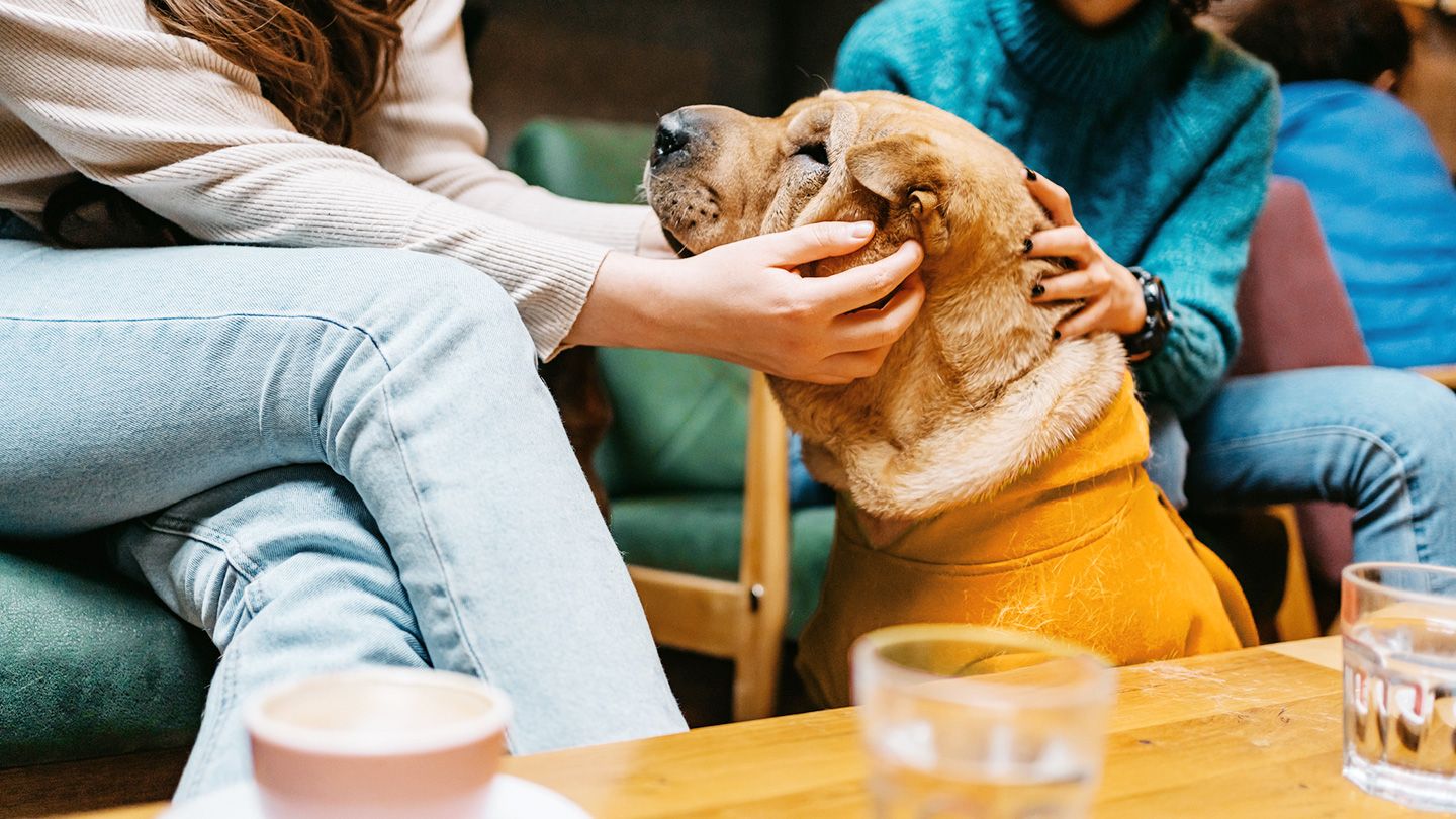 Comment fixer des limites avec vos amis ayant des animaux de compagnie