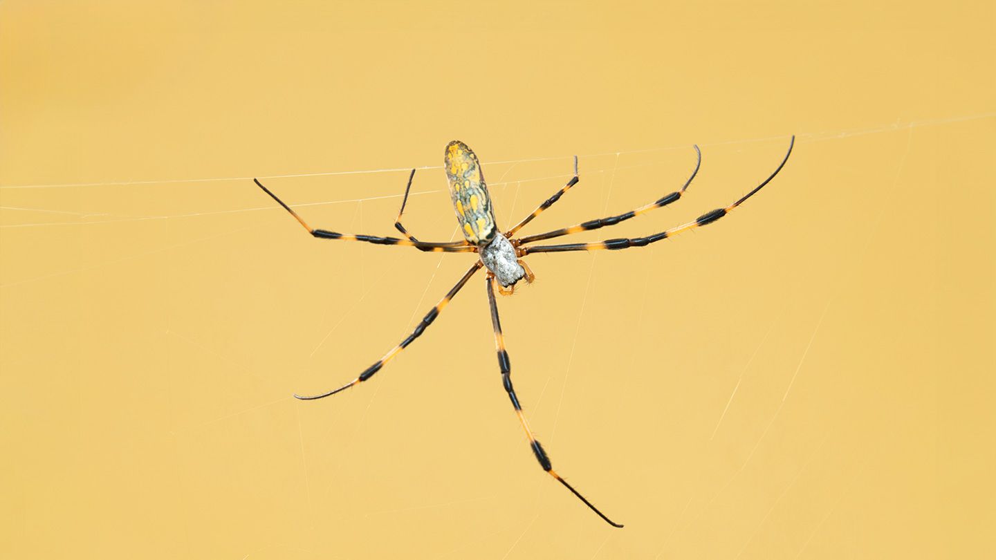 Les araignées Joro volent partout dans le sud-est et se dirigent vers la côte